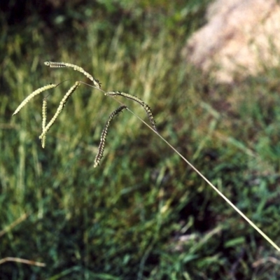 Paspalum dilatatum (Paspalum) at Greenway, ACT - 13 Feb 2007 by MichaelBedingfield