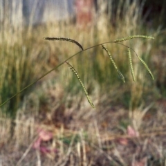 Paspalum dilatatum at Greenway, ACT - 13 Feb 2007 12:00 AM