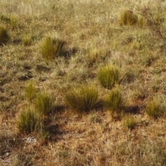 Nassella trichotoma at Bonython, ACT - 16 Nov 2006