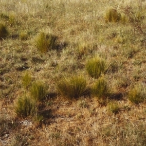 Nassella trichotoma at Bonython, ACT - 16 Nov 2006