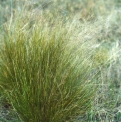 Nassella trichotoma at Bonython, ACT - 20 Nov 2006