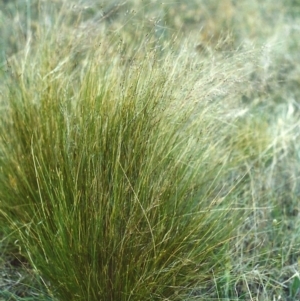 Nassella trichotoma at Bonython, ACT - 20 Nov 2006