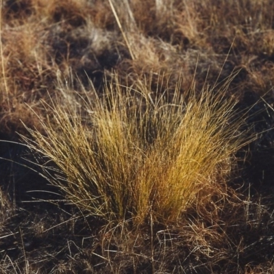 Nassella trichotoma (Serrated Tussock) at Bonython, ACT - 26 May 2006 by michaelb