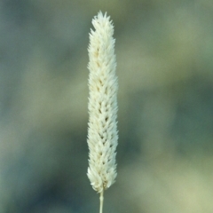 Phalaris aquatica (Phalaris, Australian Canary Grass) at Tharwa, ACT - 7 Jan 2006 by MichaelBedingfield