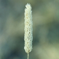 Phalaris aquatica (Phalaris, Australian Canary Grass) at Tharwa, ACT - 6 Jan 2006 by michaelb