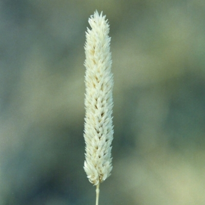 Phalaris aquatica (Phalaris, Australian Canary Grass) at Point Hut to Tharwa - 6 Jan 2006 by michaelb