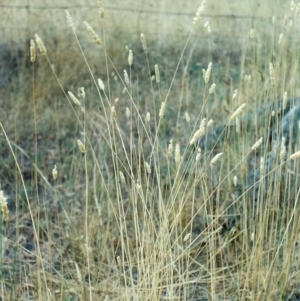 Phalaris aquatica at Tharwa, ACT - 7 Jan 2006