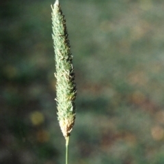 Phalaris aquatica (Phalaris, Australian Canary Grass) at Greenway, ACT - 31 May 2007 by MichaelBedingfield