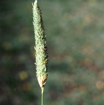 Phalaris aquatica (Phalaris, Australian Canary Grass) at Pine Island to Point Hut - 30 May 2007 by michaelb