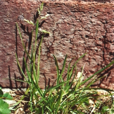 Poa annua (Winter Grass, Annual Poa) at Conder, ACT - 11 Nov 2010 by michaelb