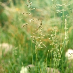 Poa pratensis (Kentucky Bluegrass) at Conder, ACT - 31 Oct 2009 by MichaelBedingfield