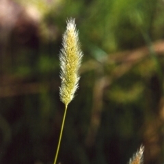 Polypogon monspeliensis (Annual Beard Grass) at Greenway, ACT - 6 Feb 2007 by michaelb