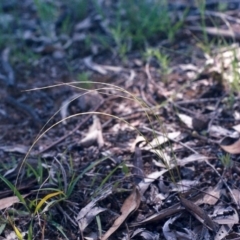 Psilurus incurvus (Bristle-tail Grass) at Theodore, ACT - 10 Nov 2005 by MichaelBedingfield
