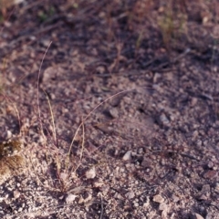 Psilurus incurvus at Theodore, ACT - 10 Nov 2005