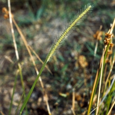 Setaria parviflora (Slender Pigeon Grass) at Greenway, ACT - 16 Jan 2007 by MichaelBedingfield