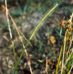 Setaria parviflora (Slender Pigeon Grass) at Greenway, ACT - 15 Jan 2007 by michaelb