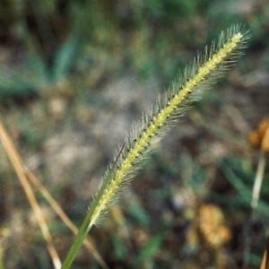 Setaria parviflora at Greenway, ACT - 16 Jan 2007 12:00 AM