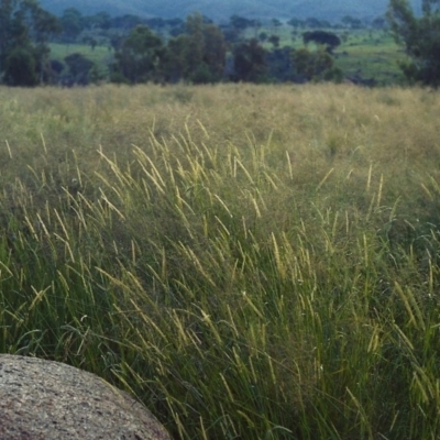 Setaria parviflora (Slender Pigeon Grass) at Greenway, ACT - 17 Mar 2007 by michaelb