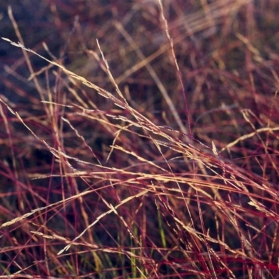 Tripogonella loliiformis (Five Minute Grass, Rye Beetle-Grass) at Conder, ACT - 14 Mar 2001 by michaelb