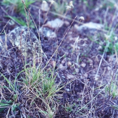 Tripogonella loliiformis (Five Minute Grass, Rye Beetle-Grass) at Theodore, ACT - 17 Feb 2001 by michaelb