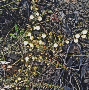 Acacia gunnii at Farrer Ridge - 28 Aug 2015