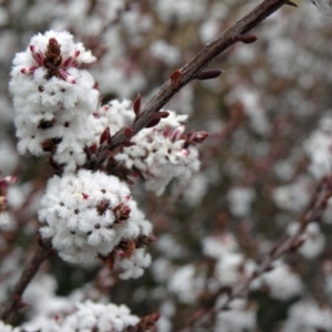 Leucopogon attenuatus at Greenway, ACT - 17 Aug 2015