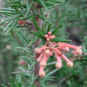 Grevillea juniperina at Greenway, ACT - 17 Aug 2015