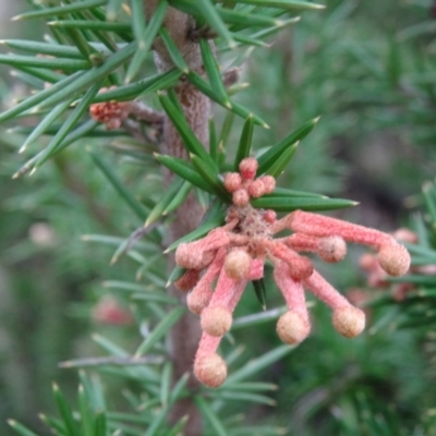 Grevillea juniperina (Grevillea) at Pine Island to Point Hut - 17 Aug 2015 by galah681