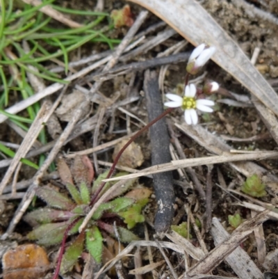 Erophila verna (Whitlow Grass) at Greenway, ACT - 17 Aug 2015 by galah681