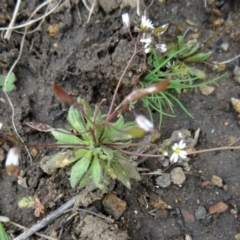 Erophila verna at Greenway, ACT - 17 Aug 2015 12:17 PM