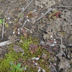 Erophila verna at Greenway, ACT - 17 Aug 2015 12:17 PM