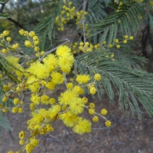 Acacia dealbata at Greenway, ACT - 17 Aug 2015