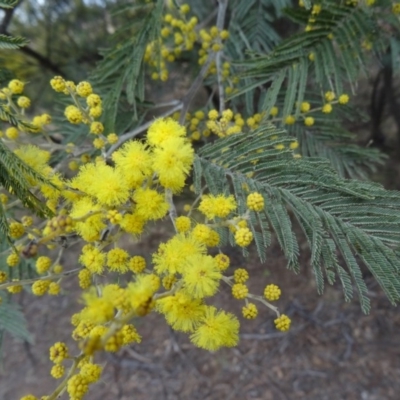 Acacia dealbata (Silver Wattle) at Greenway, ACT - 17 Aug 2015 by galah681