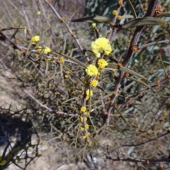 Acacia siculiformis (Dagger Wattle) at Sth Tablelands Ecosystem Park - 20 Aug 2015 by galah681