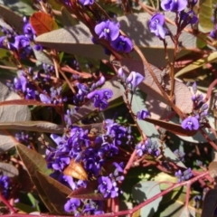 Hardenbergia violacea (False Sarsaparilla) at Sth Tablelands Ecosystem Park - 20 Aug 2015 by galah681