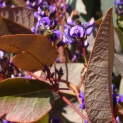 Hardenbergia violacea at Molonglo Valley, ACT - 20 Aug 2015 11:55 AM