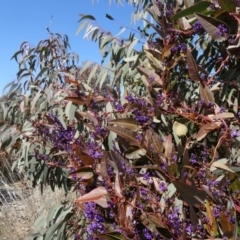 Hardenbergia violacea at Molonglo Valley, ACT - 20 Aug 2015