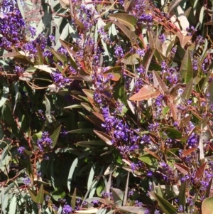 Hardenbergia violacea at Molonglo Valley, ACT - 20 Aug 2015