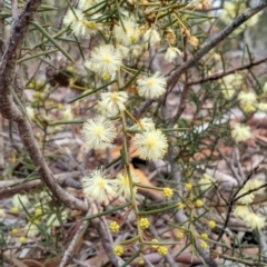 Acacia genistifolia (Early Wattle) at Yarrow, NSW - 28 Aug 2015 by EmmaCook