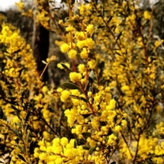 Acacia buxifolia subsp. buxifolia (Box-leaf Wattle) at Yarrow, NSW - 28 Aug 2015 by EmmaCook