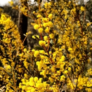 Acacia buxifolia subsp. buxifolia at Yarrow, NSW - 28 Aug 2015 12:00 AM