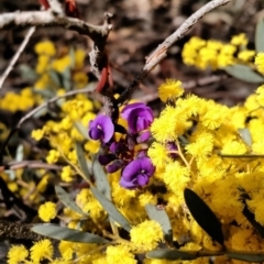 Glycine clandestina at Yarrow, NSW - 27 Aug 2015 by EmmaCook