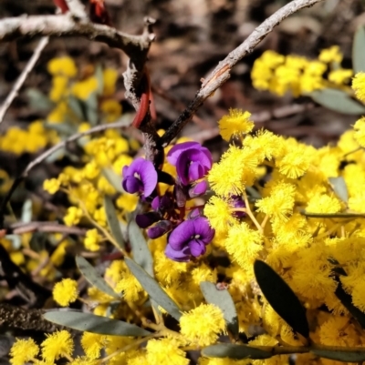 Glycine clandestina at Yarrow, NSW - 27 Aug 2015 by EmmaCook