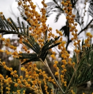 Acacia dealbata at Yarrow, NSW - 28 Aug 2015 12:00 AM