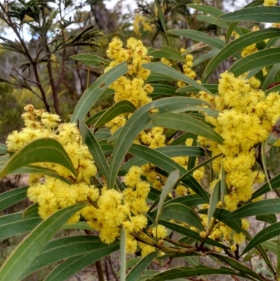 Acacia rubida (Red-stemmed Wattle, Red-leaved Wattle) at Yarrow, NSW - 28 Aug 2015 by EmmaCook