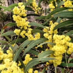 Acacia rubida at Yarrow, NSW - 28 Aug 2015 12:00 AM