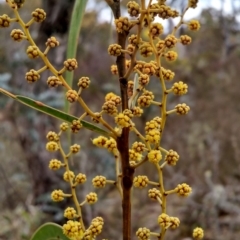 Acacia rubida at Yarrow, NSW - 28 Aug 2015