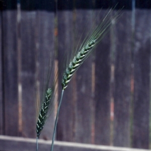 Triticum aestivum at Conder, ACT - 15 Nov 2005