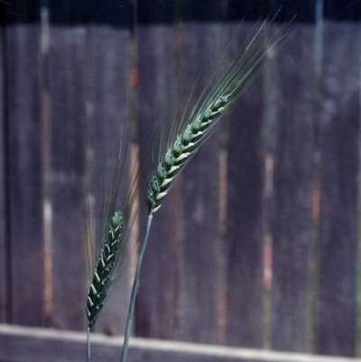 Triticum aestivum (Common Wheat) at Conder, ACT - 14 Nov 2005 by michaelb