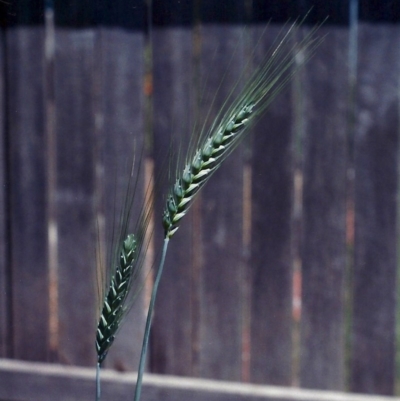 Triticum aestivum (Common Wheat) at Conder, ACT - 15 Nov 2005 by MichaelBedingfield